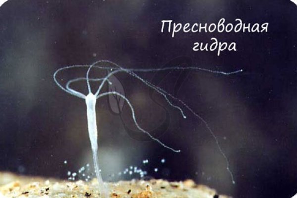 Кракен с айфона